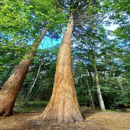 Chalet, بيت للعطل *